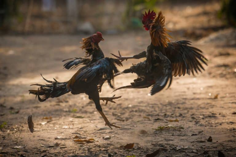 two-fighter-cock-nature-arena-fighting